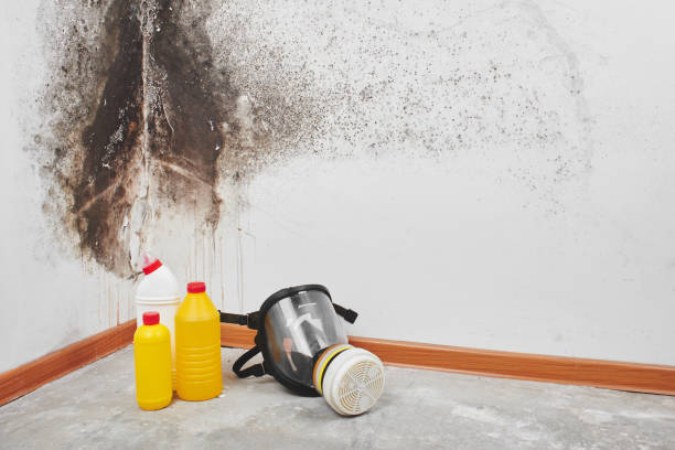 Why You Should Choose Our Mold Remediation Services in North Alamo, TX